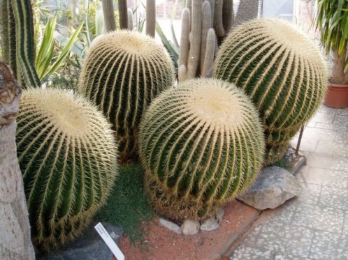 Echinocactus