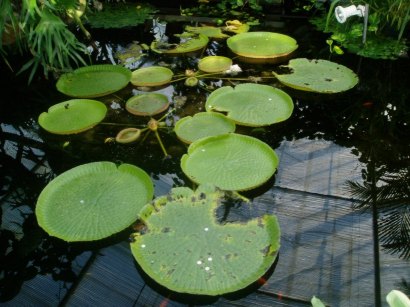 victoria regia